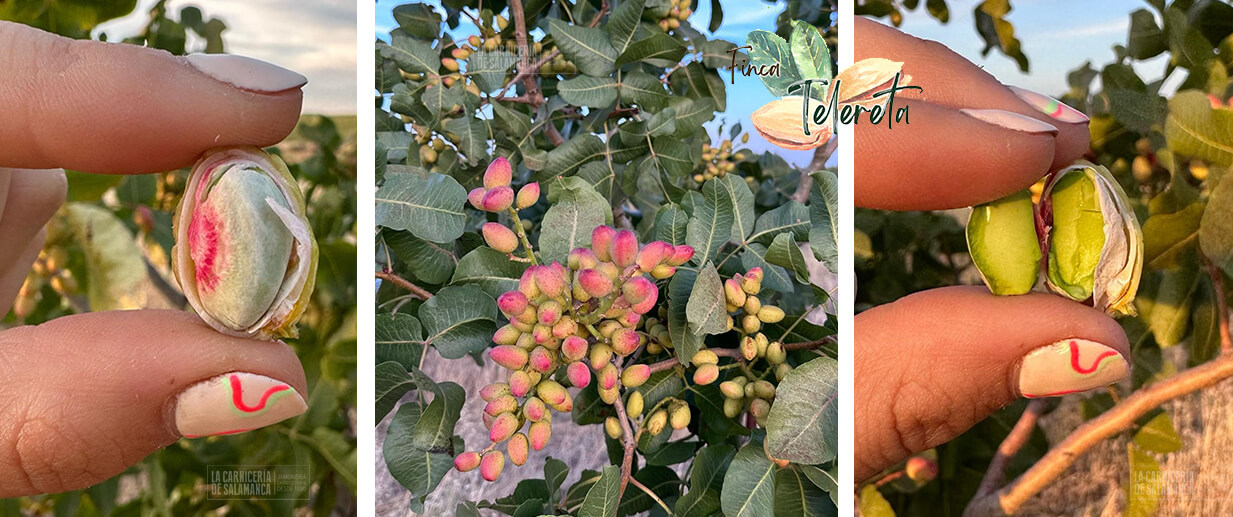 Pistachos-finca-la-telereta-la-carniceria-de-salamanca-comprar-online